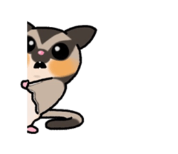 JIJI of the Sugar Glider sticker #1651685