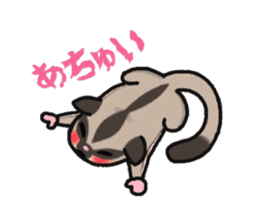 JIJI of the Sugar Glider sticker #1651688