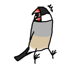 Evil eyes Java sparrow sticker #1675033