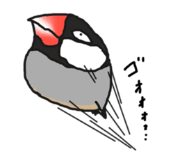Evil eyes Java sparrow sticker #1675043