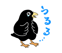funny crows sticker #1677765