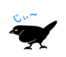 funny crows sticker #1677777