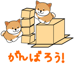 Hakoiri Shiba-chan sticker #1678165