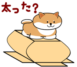 Hakoiri Shiba-chan sticker #1678176