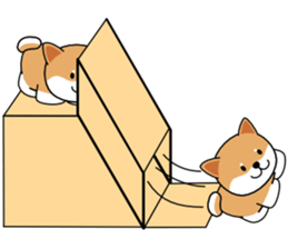 Hakoiri Shiba-chan sticker #1678177