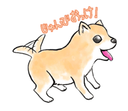 shibainu love sticker #1690965