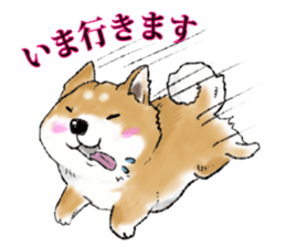 THE SHIBA INU!! sticker #1696578