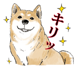 THE SHIBA INU!! sticker #1696585