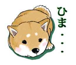 THE SHIBA INU!! sticker #1696588