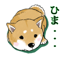THE SHIBA INU!! sticker #1696588