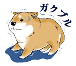 THE SHIBA INU!! sticker #1696592
