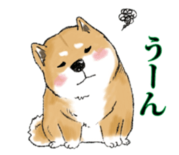 THE SHIBA INU!! sticker #1696598