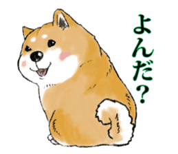 THE SHIBA INU!! sticker #1696601