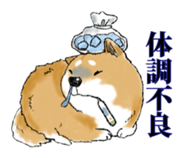 THE SHIBA INU!! sticker #1696607