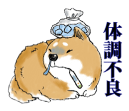 THE SHIBA INU!! sticker #1696607