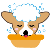 Lovable playful Corgi -Cogichans- sticker #1707856