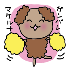 Choco&Chip of the toy poodle .