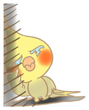 Cockatiel Cotton Candy & Jin's Daily sticker #1714019