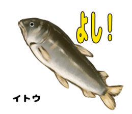 RealFish sticker #1721255