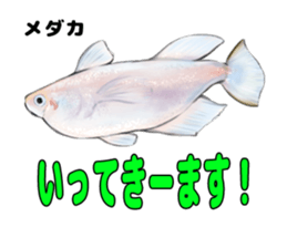 RealFish sticker #1721261