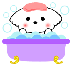 Maltese dog, 'Milk' sticker #1762479