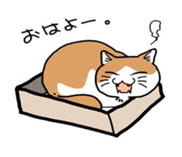 Box lover cats sticker #1768221