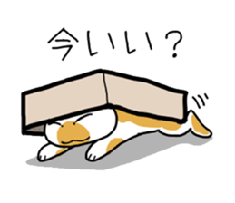 Box lover cats sticker #1768229