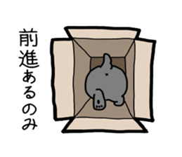 Box lover cats sticker #1768240