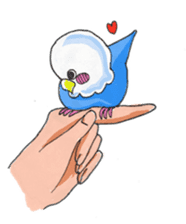 Poe copy of lovebird and budgerigar sticker #1809016