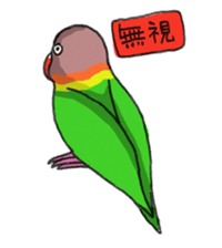 Poe copy of lovebird and budgerigar sticker #1809026