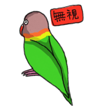 Poe copy of lovebird and budgerigar sticker #1809026