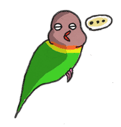 Poe copy of lovebird and budgerigar sticker #1809027
