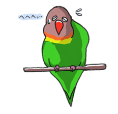 Poe copy of lovebird and budgerigar sticker #1809031