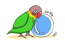 Poe copy of lovebird and budgerigar sticker #1809032