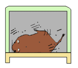 My degu sticker #1811595