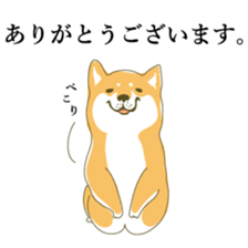 the Japanese dog KOUME sticker #1819045