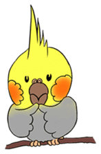 Cockatiel Cotton Candy & Jin's Daily - 2 sticker #1830363