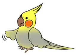 Cockatiel Cotton Candy & Jin's Daily - 2 sticker #1830370