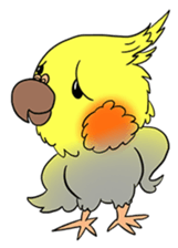 Cockatiel Cotton Candy & Jin's Daily - 2 sticker #1830380