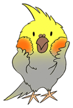 Cockatiel Cotton Candy & Jin's Daily - 2 sticker #1830381