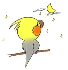 Cockatiel Cotton Candy & Jin's Daily - 2 sticker #1830386
