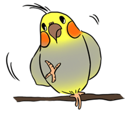 Cockatiel Cotton Candy & Jin's Daily - 2 sticker #1830387
