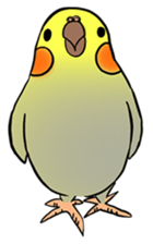Cockatiel Cotton Candy & Jin's Daily - 2 sticker #1830389
