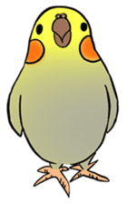 Cockatiel Cotton Candy & Jin's Daily - 2 sticker #1830389