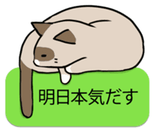 talk obstacle cat sticker #1840565