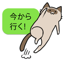talk obstacle cat sticker #1840569