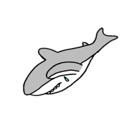 The pretty shark sticker #1850728
