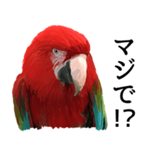 Animal realistic sticker #1853141