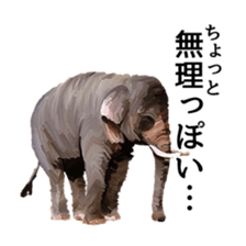 Animal realistic sticker #1853160