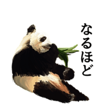 Animal realistic sticker #1853172